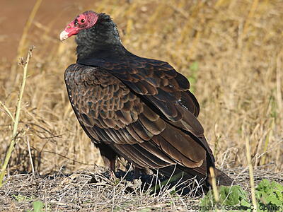 Turkey Vulture (Cathartes aura) - Adult (northern)