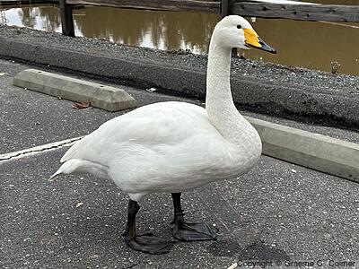 Whooper Swan (Cygnus cygnus) - Adult