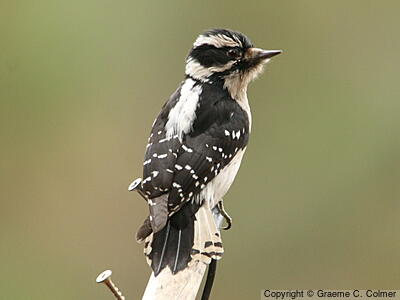 Downy Woodpecker (Dryobates pubescens) - Adult female