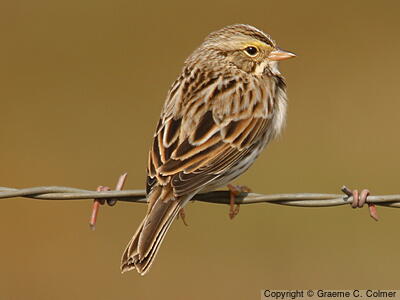 Savannah Sparrow (Passerculus sandwichensis) - Adult