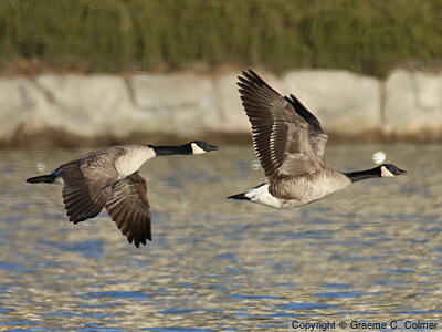 Canada Goose (Branta canadensis) - Adults