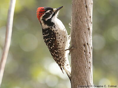 Nuttall's Woodpecker (Dryobates nuttallii) - Adult male