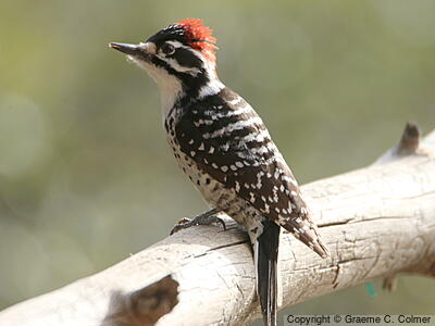 Nuttall's Woodpecker