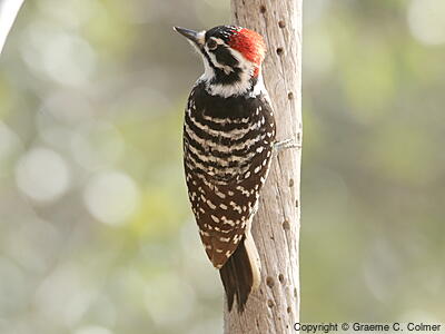 Nuttall's Woodpecker (Dryobates nuttallii) - Adult male