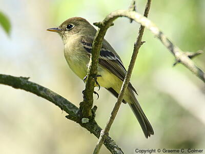 Western Flycatcher (Empidonax difficilis) - Adult (Pacific-slope)