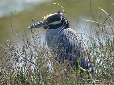 Yellow-crowned Night Heron (Nyctanassa violacea) - Adult