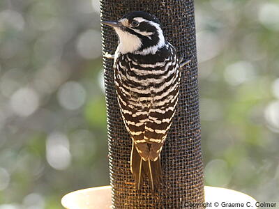 Nuttall's Woodpecker (Dryobates nuttallii) - Adult female