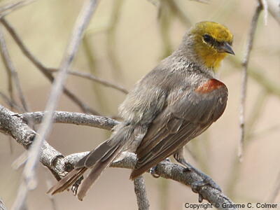 Verdin (Auriparus flaviceps) - Adult