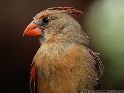 Northern Cardinal (Cardinalis cardinalis) - Adult female