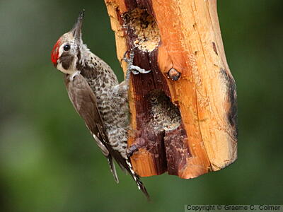 Arizona Woodpecker (Dryobates arizonae) - Adult male