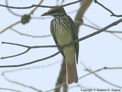 Sulphur-bellied Flycatcher (Myiodynastes luteiventris) - Adult