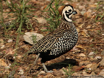 Montezuma Quail (Cyrtonyx montezumae) - Adult male