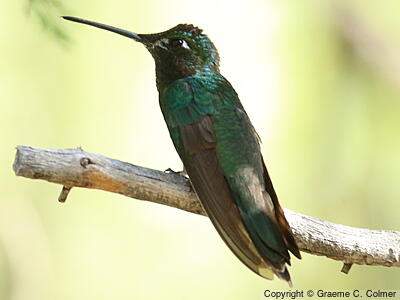 Rivoli's Hummingbird (Eugenes fulgens) - Adult male