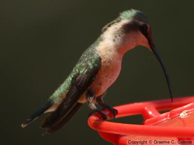 Lucifer Hummingbird (Calothorax lucifer) - Female/Immature