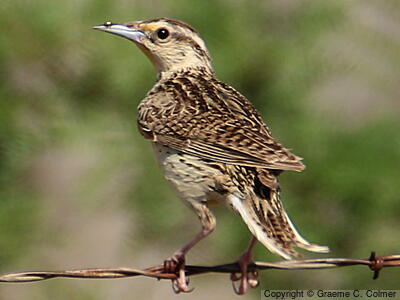 Chihuahuan Meadowlark (Sturnella lilianae) - Adult