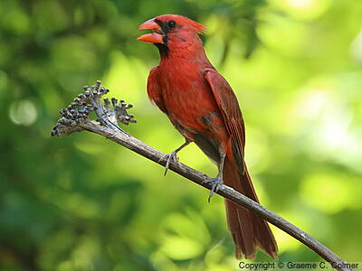 Northern Cardinal (Cardinalis cardinalis) - Adult male
