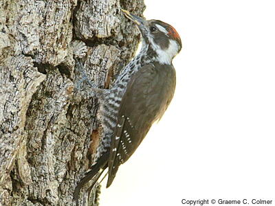 Arizona Woodpecker (Dryobates arizonae) - Adult male