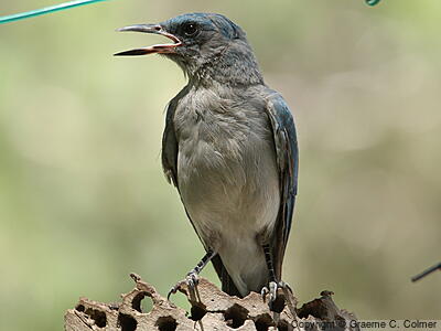 Mexican Jay (Aphelocoma wollweberi) - Adult