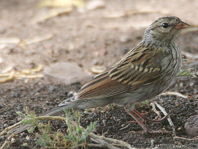 Chipping Sparrow (Spizella passerina) - Juvenile