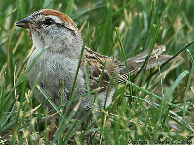 Chipping Sparrow (Spizella passerina) - Adult