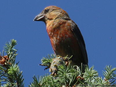 Red Crossbill (Loxia curvirostra) - Adult male