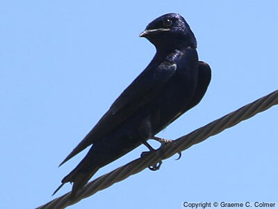 Purple Martin (Progne subis) - Adult