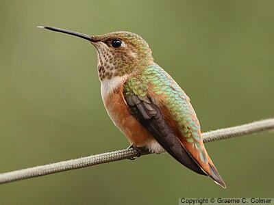 Rufous Hummingbird (Selasphorus rufus) - Immature male
