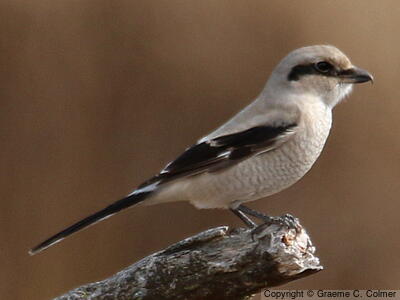 Northern Shrike (Lanius borealis) - Immature