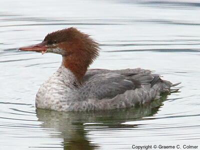 Common Merganser (Mergus merganser) - Adult female