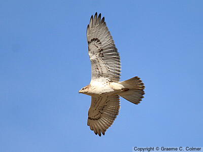 Ferruginous Hawk (Buteo regalis) - Adult (light morph)