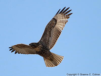 Red-tailed Hawk (Buteo jamaicensis) - Juvenile (Dark morph)
