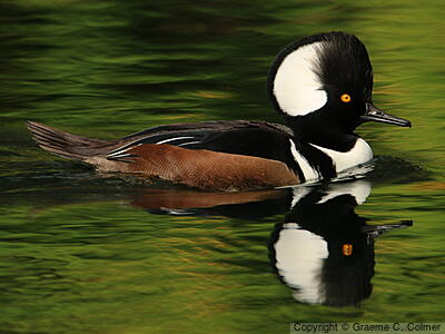 Hooded Merganser (Lophodytes cucullatus) - Adult male