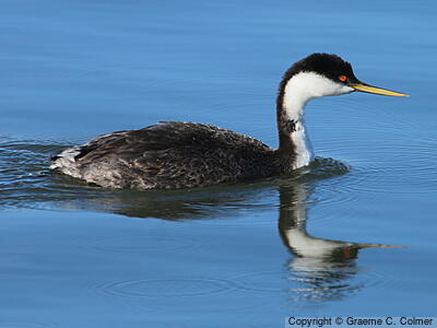 Western Grebe (Aechmophorus occidentalis) - Adult