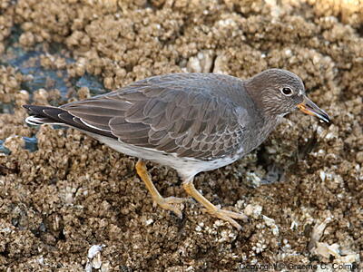 Surfbird (Calidris virgata) - Nonbreeding adult