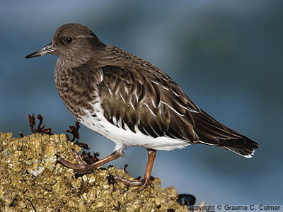 Black Turnstone (Arenaria melanocephala) - Non-breeding adult/immature