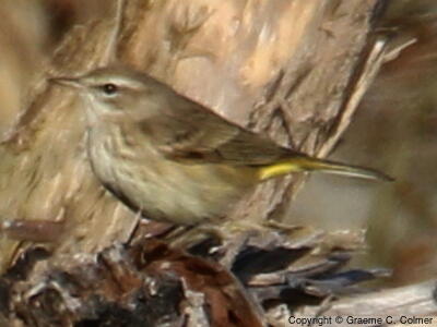 Palm Warbler (Setophaga palmarum) - Nonbreeding/immature (western)