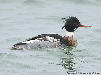 Red-breasted Merganser (Mergus serrator) - Adult male
