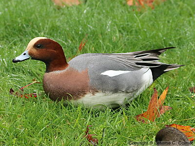 Eurasian Wigeon (Mareca penelope) - Adult male