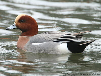 Eurasian Wigeon (Mareca penelope) - Adult male
