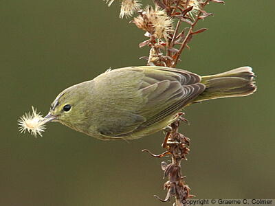 Orange-crowned Warbler (Leiothlypis celata) - Adult