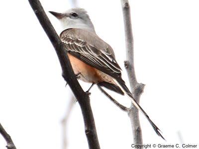 Scissor-tailed Flycatcher (Tyrannus forficatus) - Adult