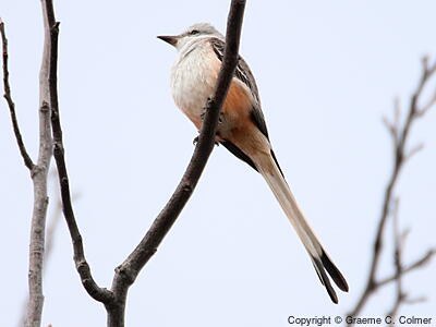 Scissor-tailed Flycatcher (Tyrannus forficatus) - Adult
