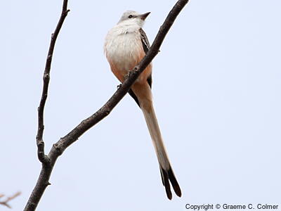 Scissor-tailed Flycatcher (Tyrannus forficatus) - Adult