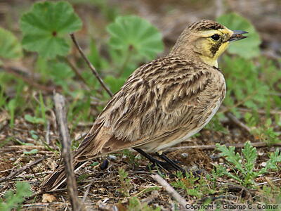 Horned Lark (Eremophila alpestris) - Immature male