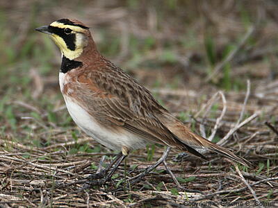 Horned Lark (Eremophila alpestris) - Adult male