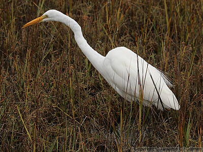 Great Egret (Ardea alba) - Adult