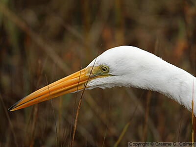 Great Egret (Ardea alba) - Adult