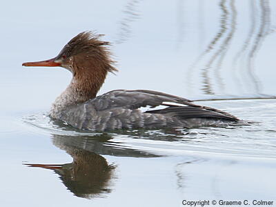 Red-breasted Merganser (Mergus serrator) - Adult female