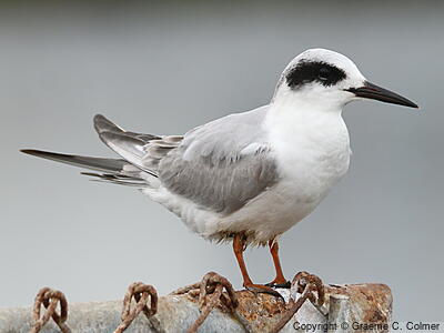 Forster's Tern (Sterna forsteri) - Nonbreeding adult