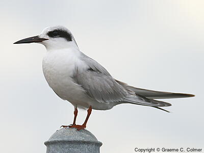 Forster's Tern (Sterna forsteri) - Nonbreeding adult